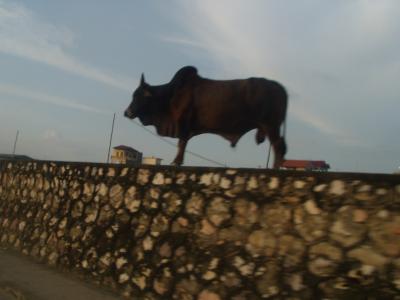Went riding out in the country. Passed a water buffalo on a wall.