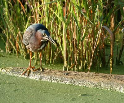 GrHeron-2_7-08-04.jpg