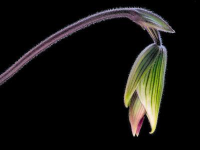 Orchid Opening 2