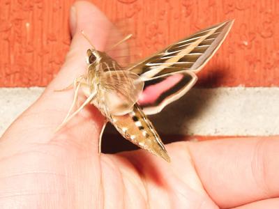 White-lined Sphinx Hummingbird Moth