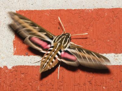 Hummingbird Moth 2