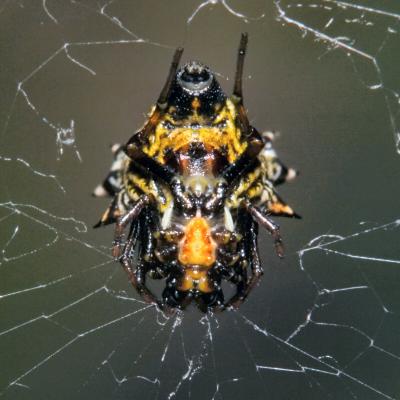 Spiny-backed Orb Weaver