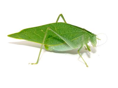 Katydid