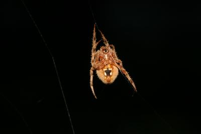 Large Spider