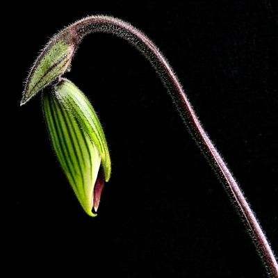 Paphiopedilum Bud 2