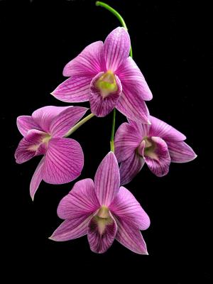 Orchids