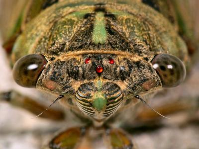 Newly Emerged Cicada Couldn't Fly