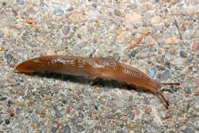 Garden Slug