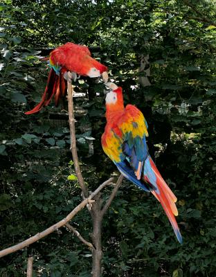 Fighting Macaws