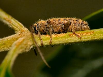 Scruffy Little Beetle Wreaks Havoc on Twig