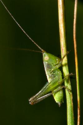 Katydid Nymph