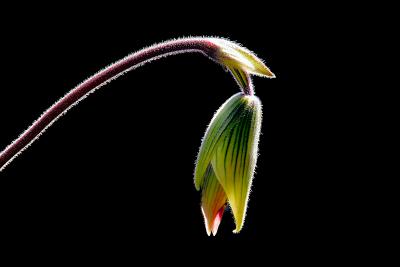 Paphiopedilum OpeningOne Week Later