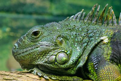 Large Iguana