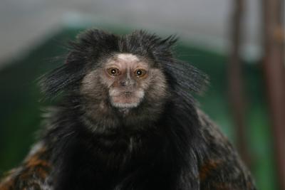 Tamarin