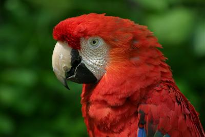 Macaw