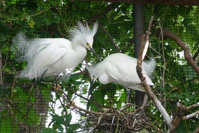 Courting Egrets