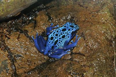 Blue Poison Arrow Frog