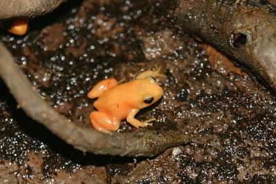 Orange Tree Frog