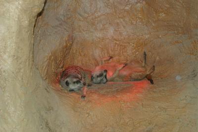 Sunning Meerkats