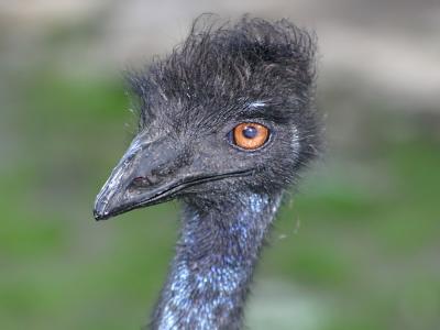 Emu