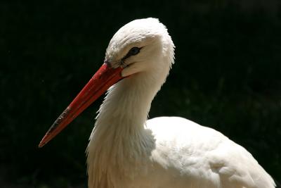 Stork