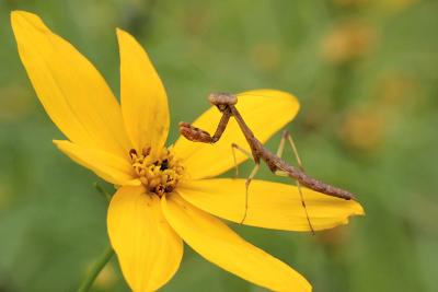 Young Mantis on FlowerBye Bye Butterfly