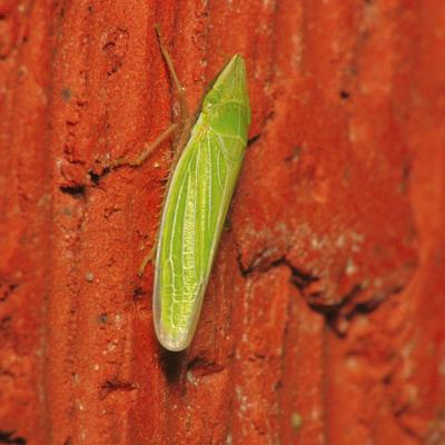 Leafhopper Under Porchlight