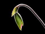 Paphiopedilum Orchid Bud
