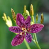 Purple Tiger Flower