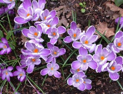 Crocus