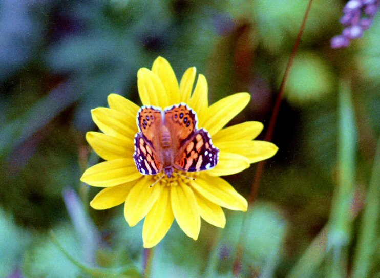 Flower And Butterfly