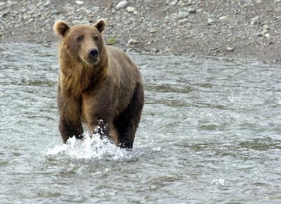 bearcrossing-river