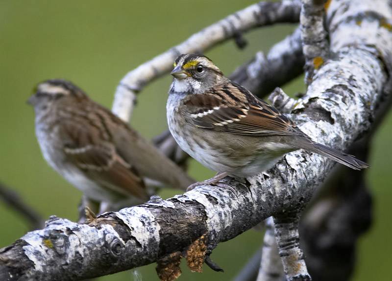 White-Throated Sparrow