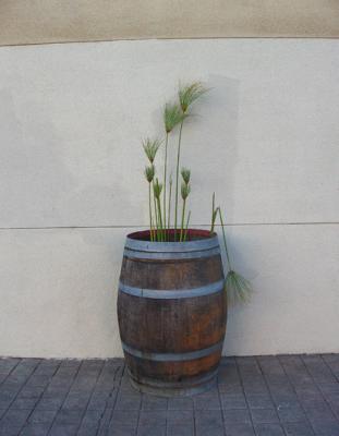 room to grow.jpg