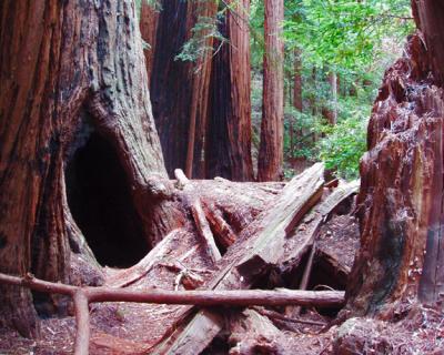 red wood .jpg