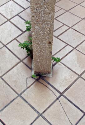 wallflower.jpg
