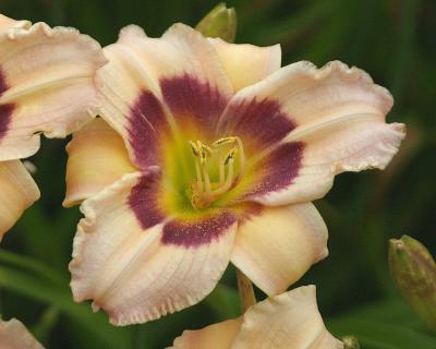 Meadowlark Botanical Gardens, Vienna Va