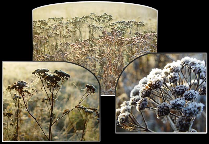 <b>5th</b><br><B>Frosty morning</B><br>by Willem