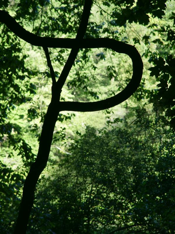 <b>wild p *</b><br><font size=1>by andy</font>