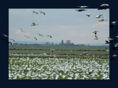 Snow Geese #2     By Dave McMillan