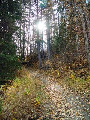 Trail 1 by canadian ann
