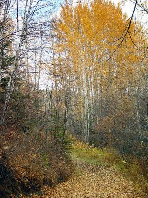 Trail 3 by canadian ann