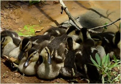  The Pack!Huddled Under A Branch