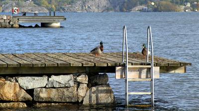 The Swimmers* by annayu2