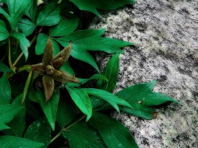 rock and leaves* by Harry Behret