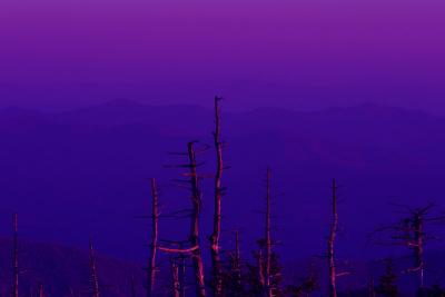 Sticks Glowing In the Sunset Light by Mike Ezell