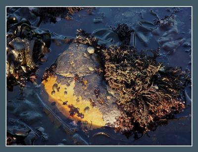 tide pool*by Michael Puff