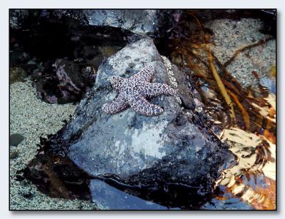 star spangled stone*by Michael Puff