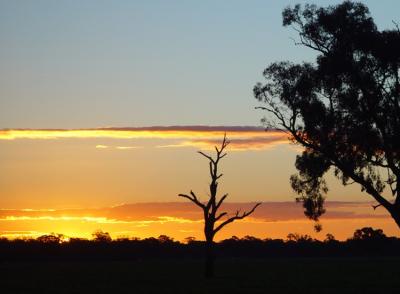 Dead Tree at Duskby Ric Skilton