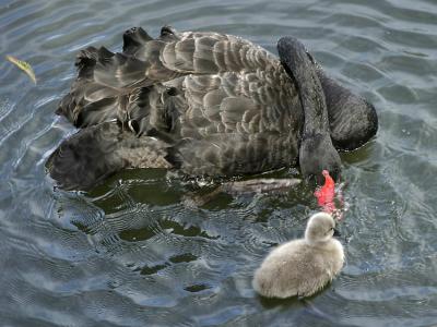 <b>Adult antics?</b><br>This kids not convinced!